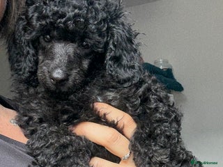 Miniature Poodle dogs - Advert 30