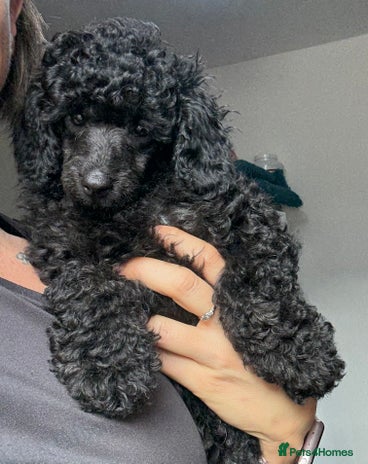 Miniature Poodle dogs - Advert 14