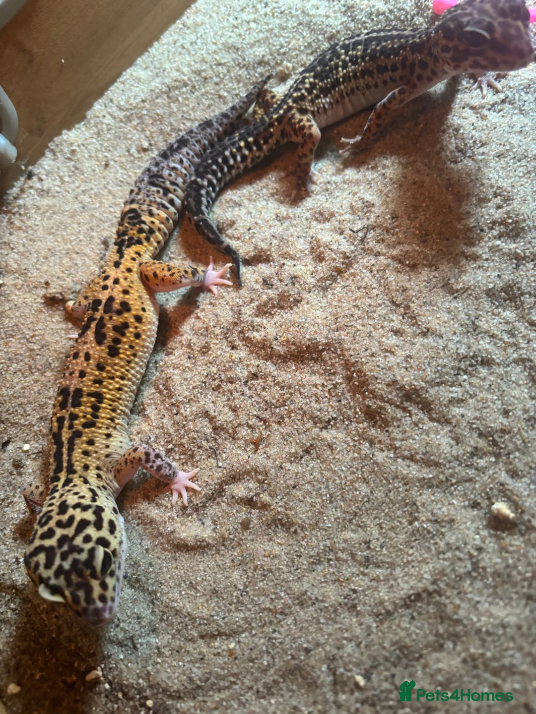 Leopard Gecko reptiles for sale: Pair of leopard geckos - Advert 3