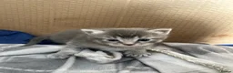Mixed Breed cats for sale: 4 Stunning Siamese Mixed Kittens Available  - Advert 8