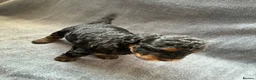 Sheepadoodle dogs for sale: Sheepadoodle puppies - Advert 5