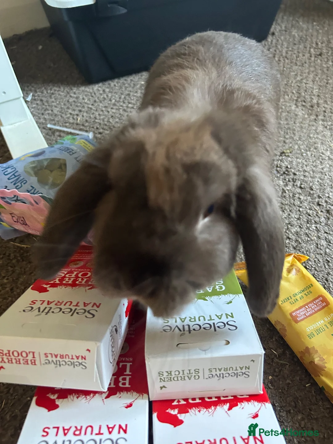 Guinea Pig rodents for sale: Female rabbit 5 months  - Advert 2