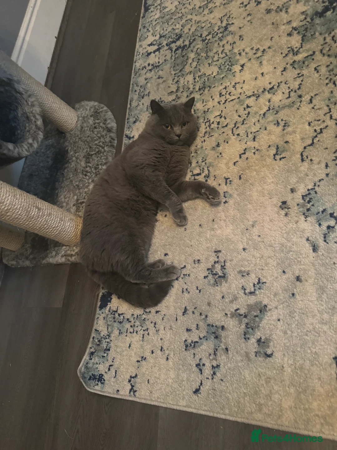 British Shorthair cats for stud: Pure BSH for Stud CCTV in Bradford - Advert 2