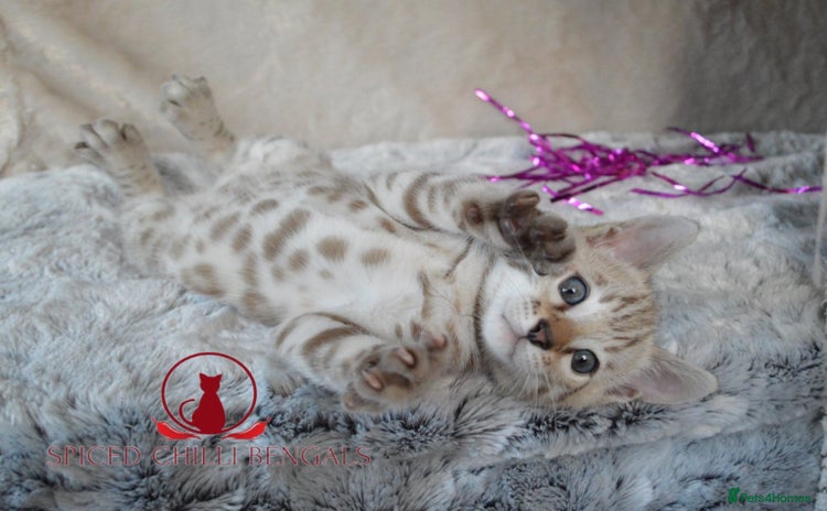Bengal cats - Advert 1
