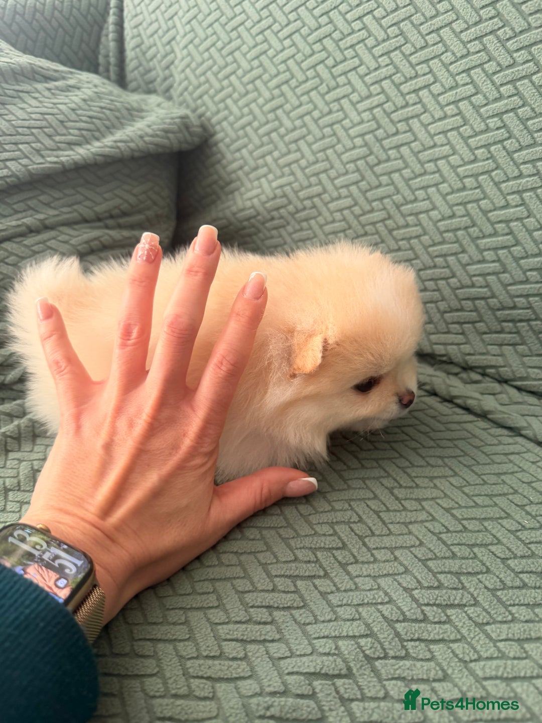 Pomeranian dogs for sale: Stunning Pomeranian Females KC reg. Russian lines - Advert 9