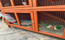 Lionhead rabbits for sale: Gorgeous white male Lionhead - Image 3