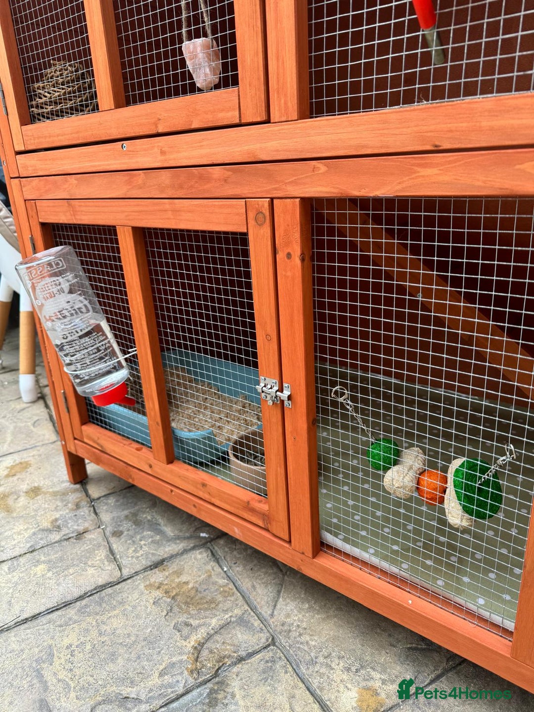 Lionhead rabbits for sale: Gorgeous white male Lionhead - Image 3