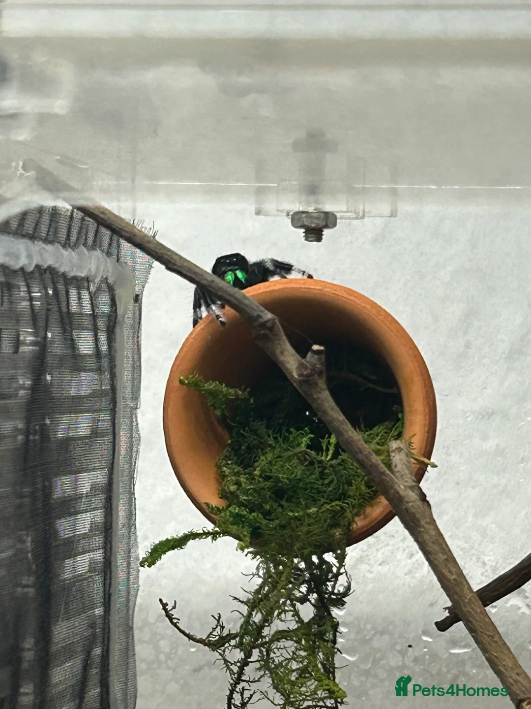 Spiders invertebrates for sale: Jumping spider babies l6/l7, P.regius (Soroa) - Advert 2