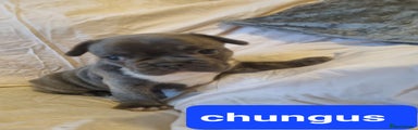 Chungus