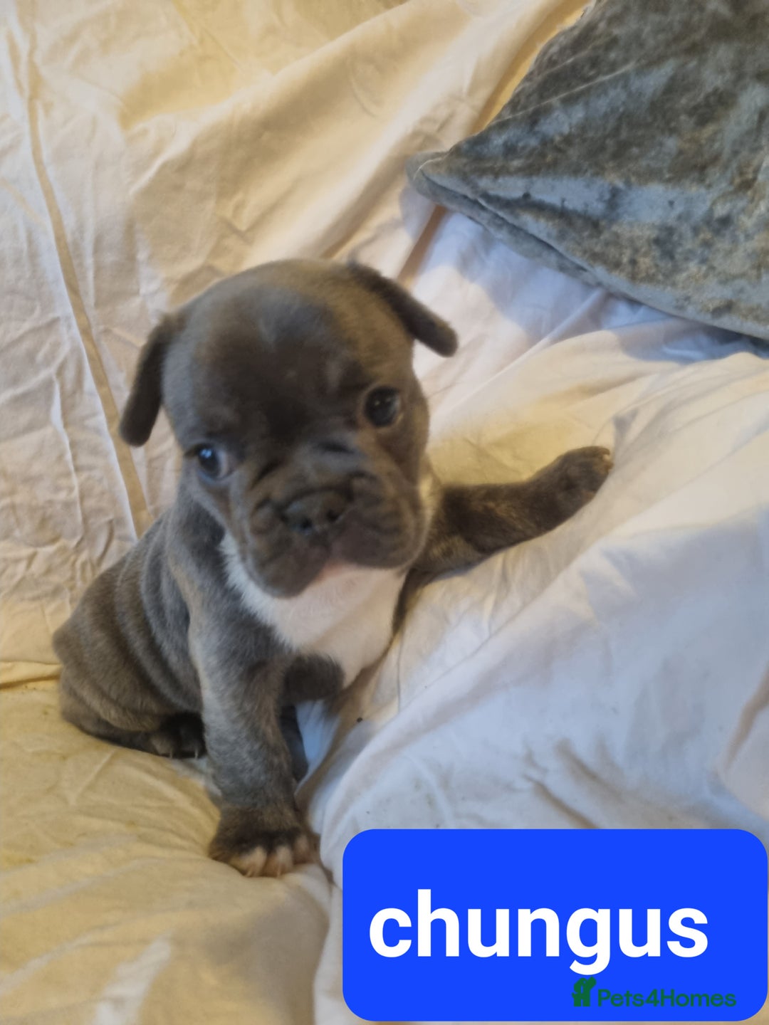 French Bulldog dogs for sale: Stunning litter of merle frenchies - Advert 12