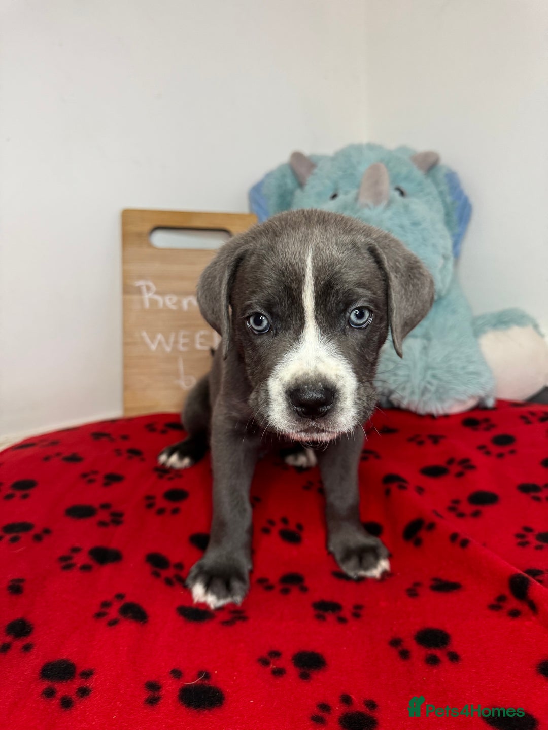 Cane Corso dogs for sale: Cane corso puppies for sale  - Image 7