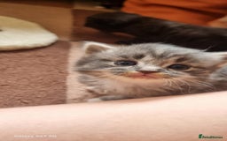 Mixed Breed cats for sale: 🐈‍⬛❤️1x kitten ready for her forever home❤️🐈‍⬛ - Image 6