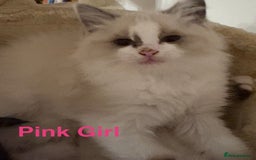 Ragdoll cats for sale: Ragdolls kittens- - Advert 14