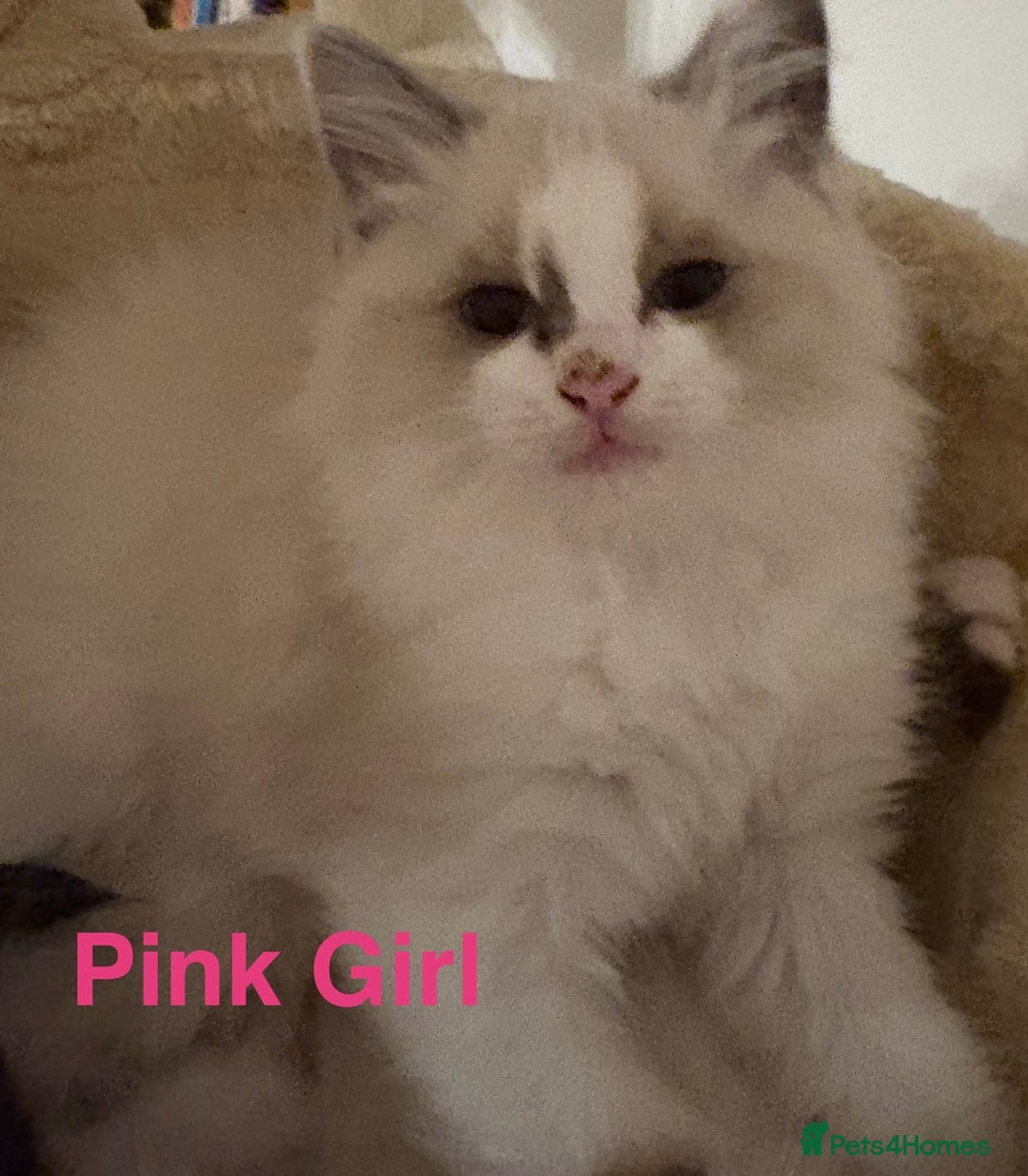 Ragdoll cats for sale: Ragdolls kittens- - Advert 14