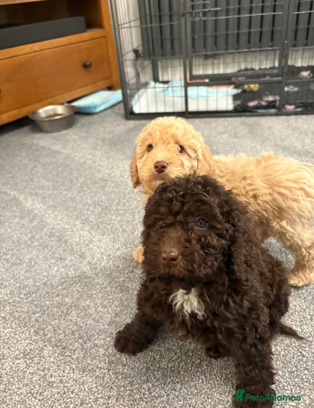 Cockapoo dogs for sale: Cockapoo puppies ready now  in Colchester - Advert 2