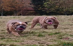 Olde English Bulldogge dogs for stud: 2 olde English bulldogs brothers for stud - Image 1