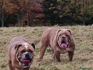 Olde English Bulldogge dogs - Advert 1