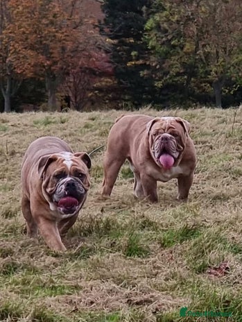 Olde English Bulldogge dogs 2 olde English bulldogs brothers for stud - Advert 3