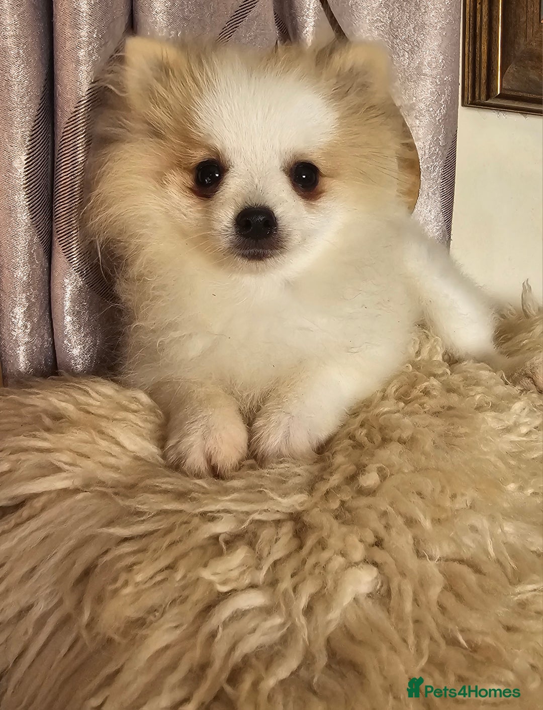 Pomeranian dogs for sale: POMERANIAN Puppies  - Image 5