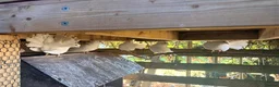 Mixed Breed poultry for sale: Fantail Dove’s x6  - Advert 4