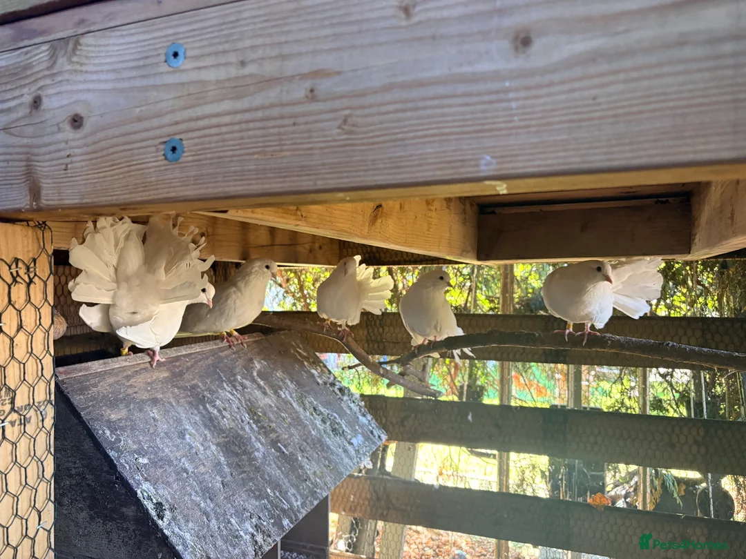 Mixed Breed poultry for sale: Fantail Dove’s x6  - Advert 4