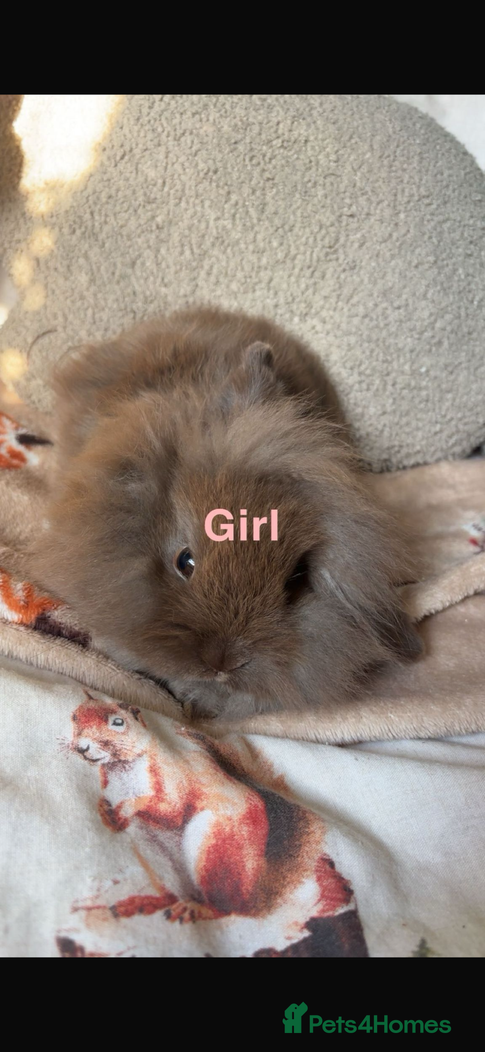 Mini Lion Lop rabbits Baby rabbits 8 weeks now !! - Advert 2