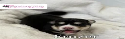 Pomsky dogs for sale: Stunning F3 Pomsky Puppies - Advert 18