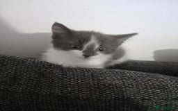 British Shorthair cats for sale: Kittens  for sale - Image 4