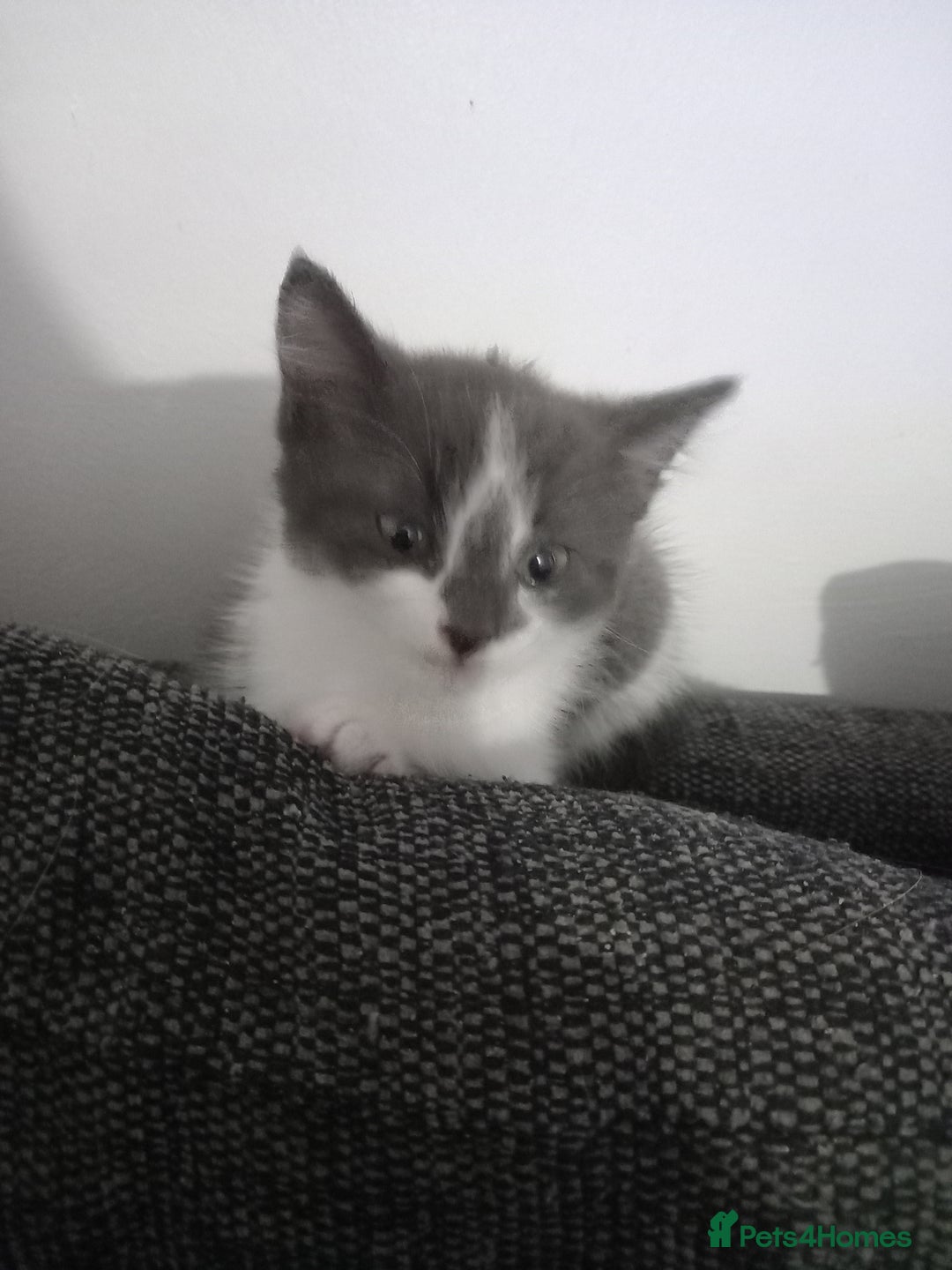 British Shorthair cats for sale: Kittens  for sale - Image 4