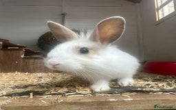 Mixed Breed rabbits for sale: Baby Rabbits  - Image 18