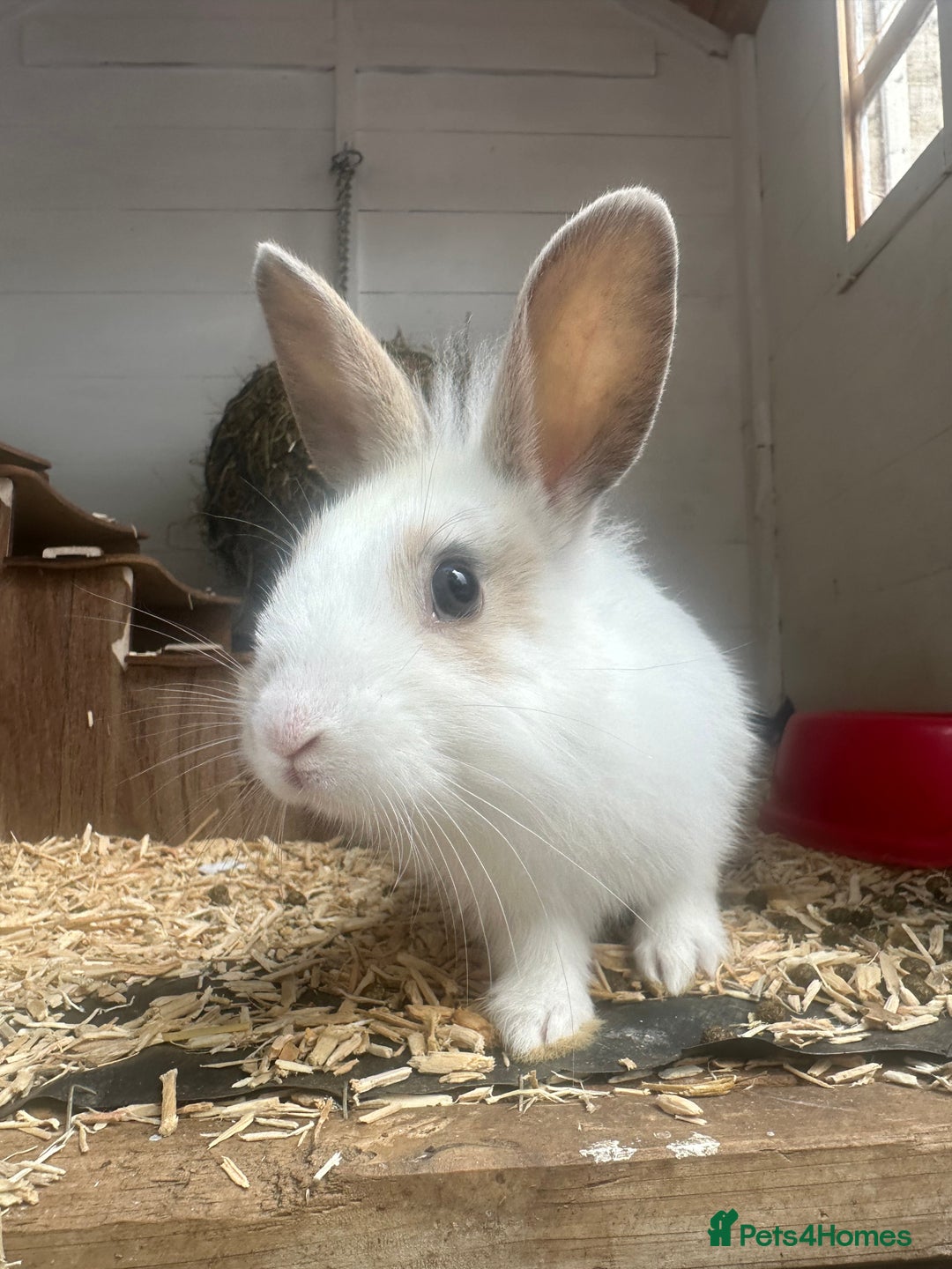 Mixed Breed rabbits for sale: Baby Rabbits  - Image 18