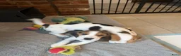 Beagle dogs for sale: Gorgeous KC registered Beagle Pups - Advert 2