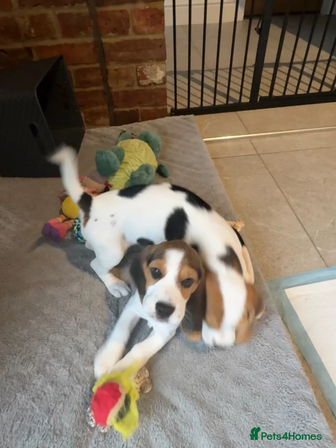 Beagle dogs for sale: Gorgeous KC registered Beagle Pups - Advert 2