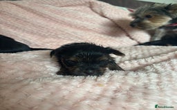 Yorkshire Terrier dogs for sale: Miniature Yorkshire Terrier Puppies  - Image 33