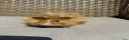 Guinea Pig rodents for sale: 5 Handsome long haired male guinea pigs. - Advert 3