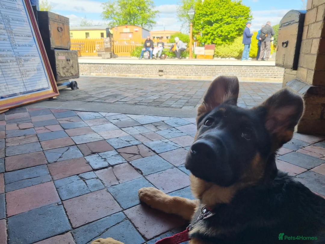 German Shepherd dogs for stud: Logan - Advert 13