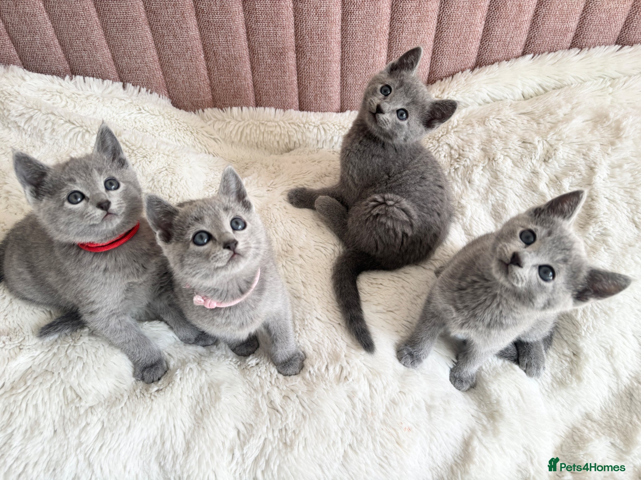 Russian Blue cats Gorgeous TICA Russian Blue Kittens - Advert 1