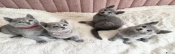 Russian Blue cats for sale: Gorgeous TICA Russian Blue Kittens - Advert 1