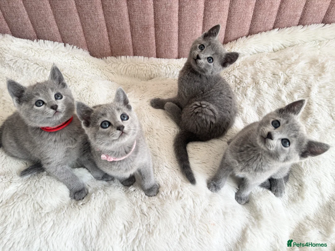Russian Blue cats for sale: Gorgeous TICA Russian Blue Kittens - Advert 1