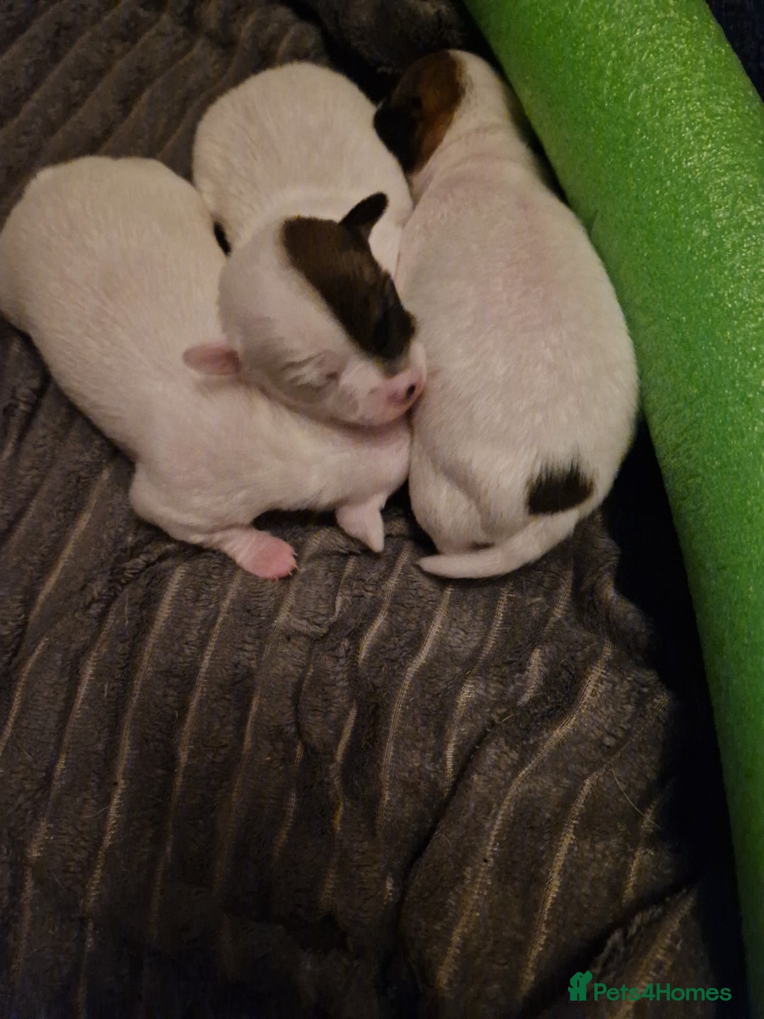 Mixed Breed dogs for sale: Jackchis - Advert 3