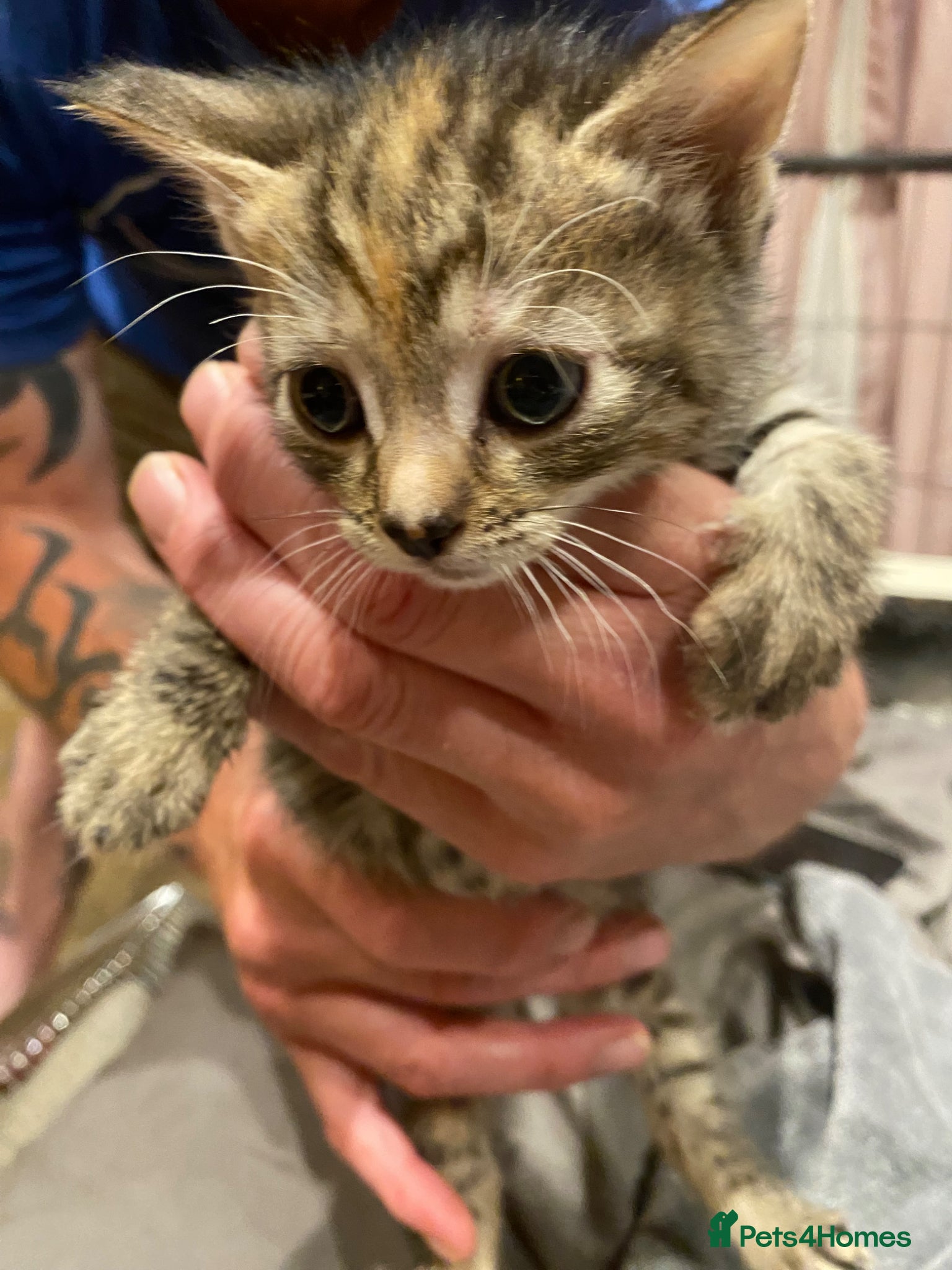 Mixed Breed cats for sale: Beautiful tabby kittens for sale  in Dorchester - Advert 2