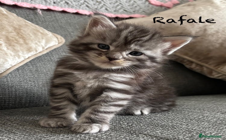 Maine Coon cats - Advert 12