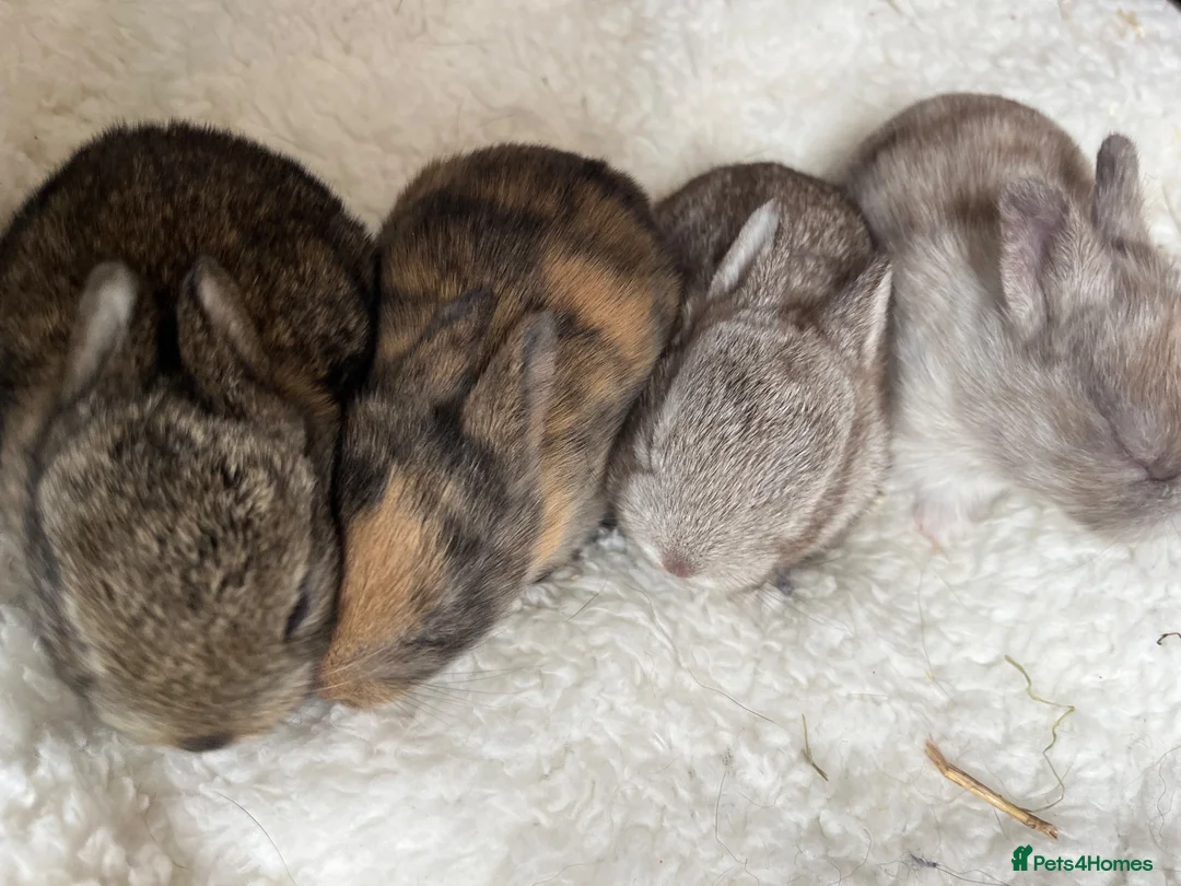 Mixed Breed rabbits for sale: Mini Rex x Netherland Dwarf Bunnies  in Bristol - Advert 6