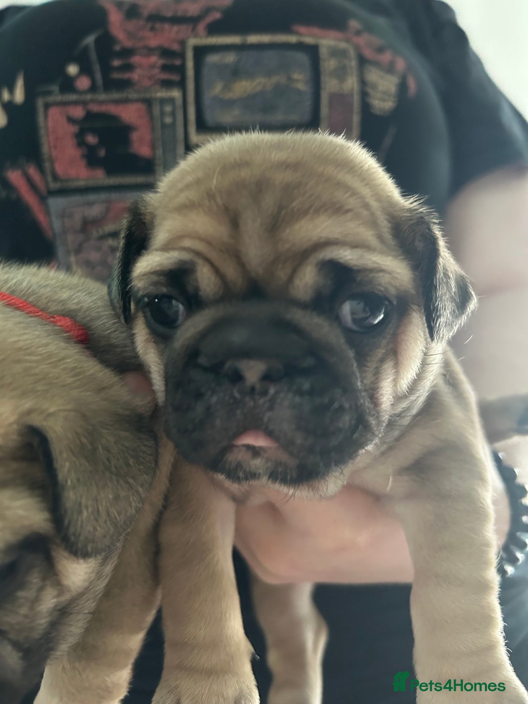 French Bulldog dogs for sale: French bulldog pups  - Image 2