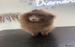Pomeranian dogs for sale: Lilac girl - Advert 2