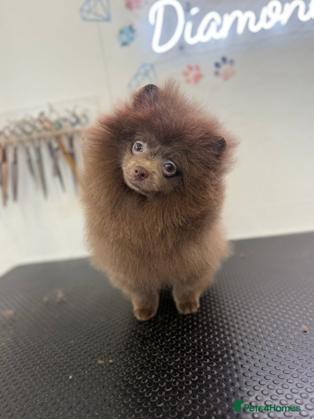 Pomeranian dogs for sale: Lilac girl - Advert 2