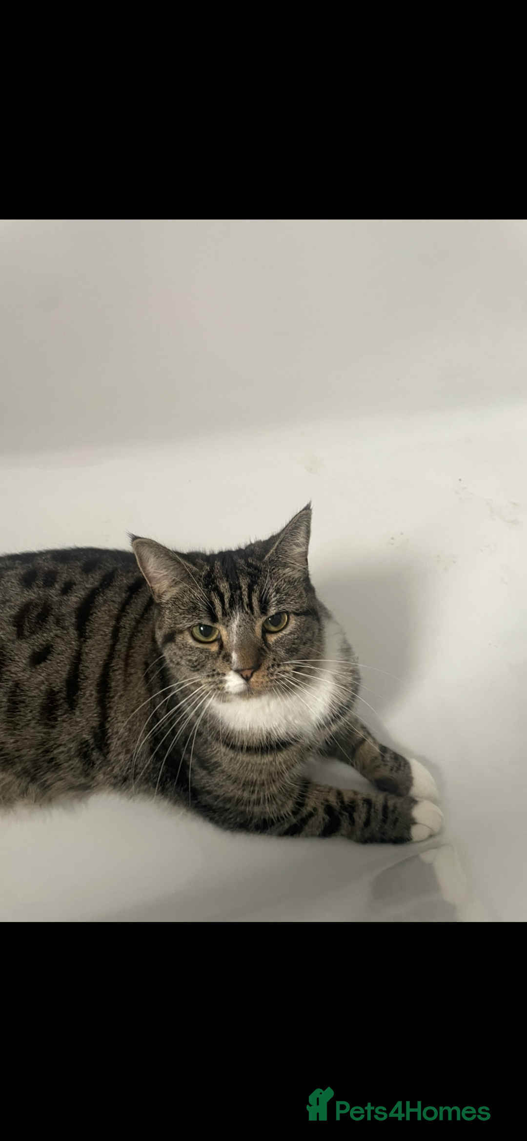 Mixed Breed cats for sale: Female cat looking for a loving home - Advert 2