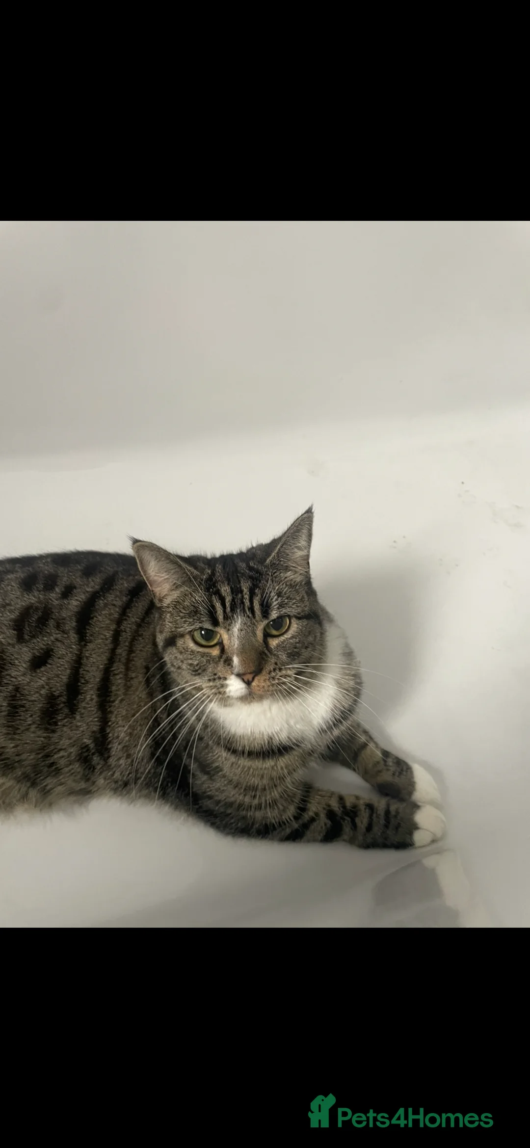 Mixed Breed cats for sale: Female cat looking for a loving home - Advert 2