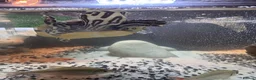 Turtle reptiles for sale: Young Florida red bellied turtle  in Corsham - Advert 9