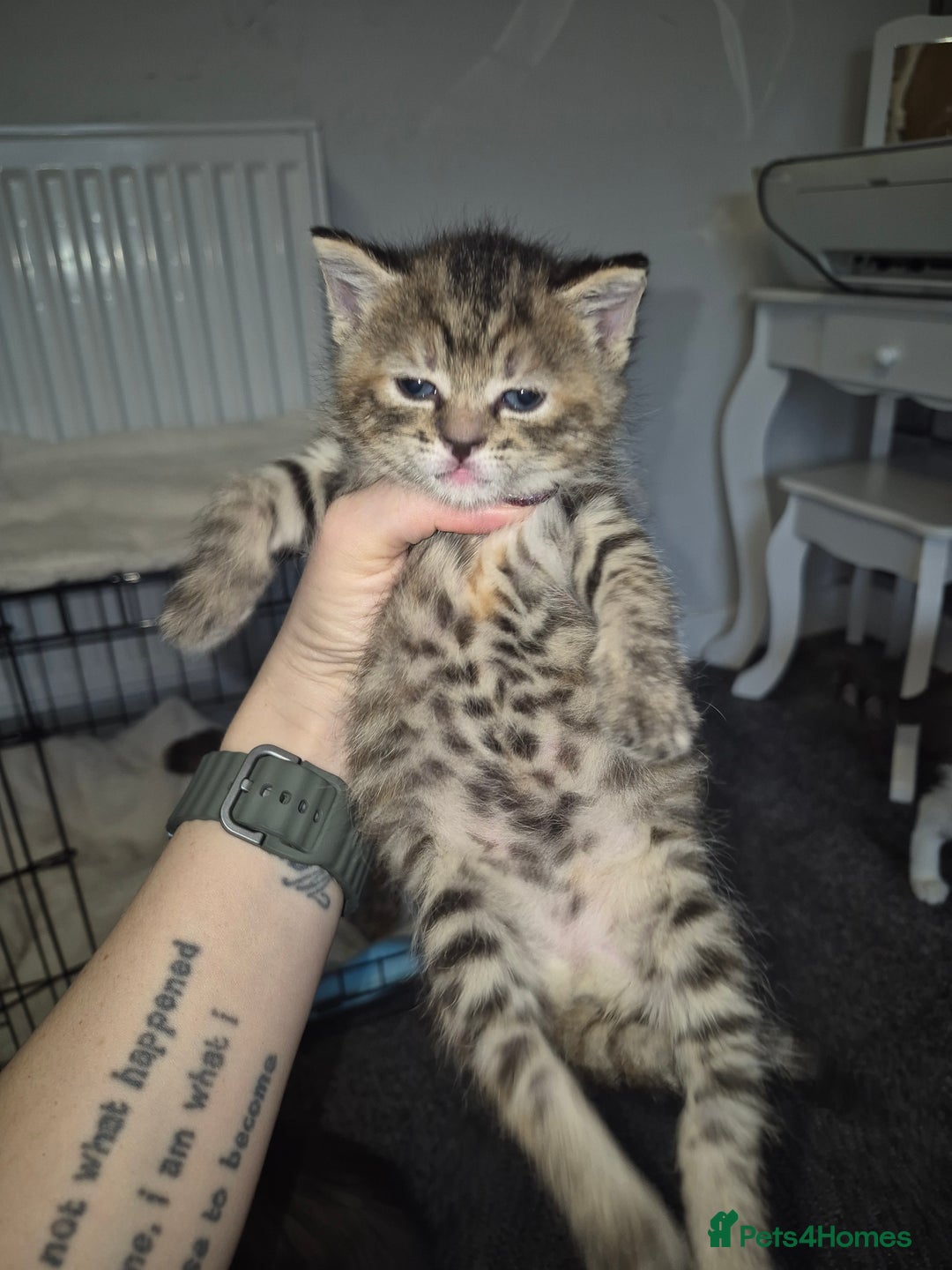 Mixed Breed cats for sale: 2 beautiful kittens  - Advert 10